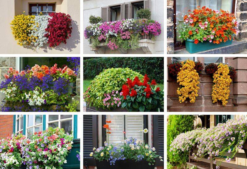 Цветы на балконе: разнообразие цветов для выращивания на балконе и лоджии в зависимости от стороны света, советы по выбору