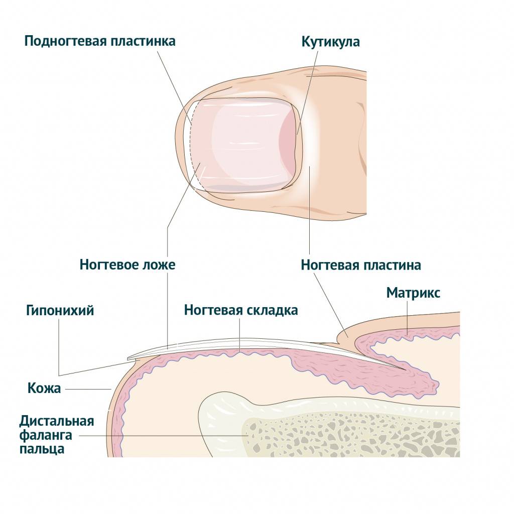 Срез кутикулы