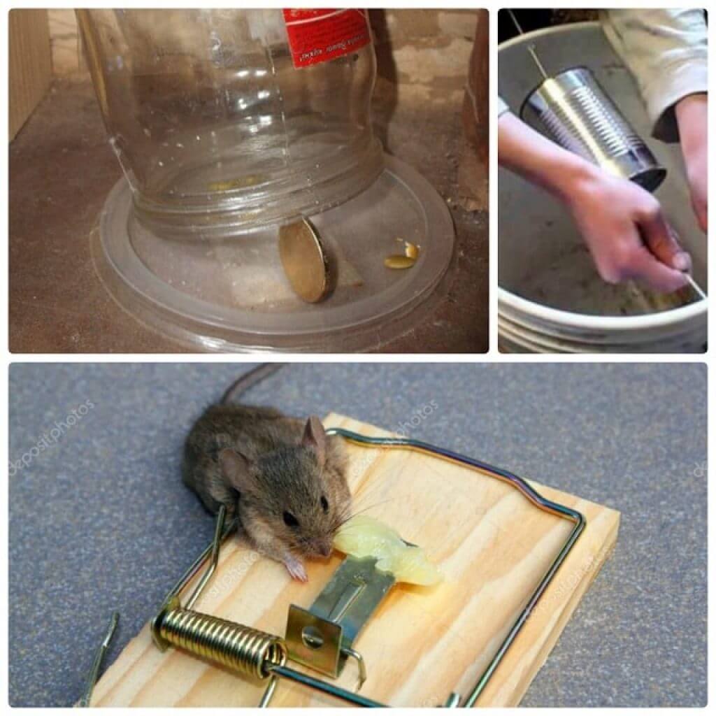 Как избавиться от мышей. обзор самых эффективных способов как избавиться от мышей: народные средства, мышеловки, яды и прочее