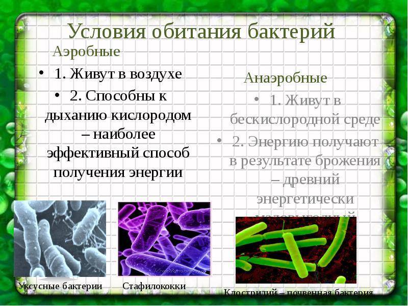 Аэробные и анаэробные бактерии для септика не боящиеся химии