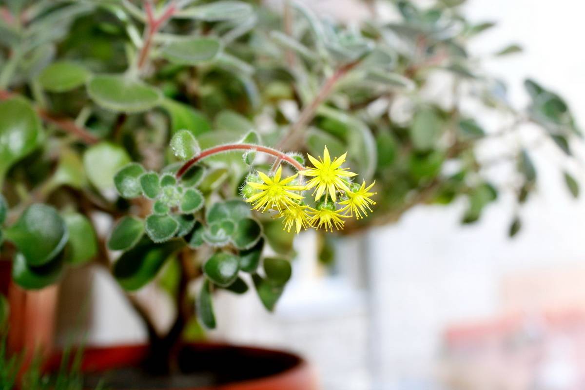 10 комнатных растений, которые приносят удачу в дом