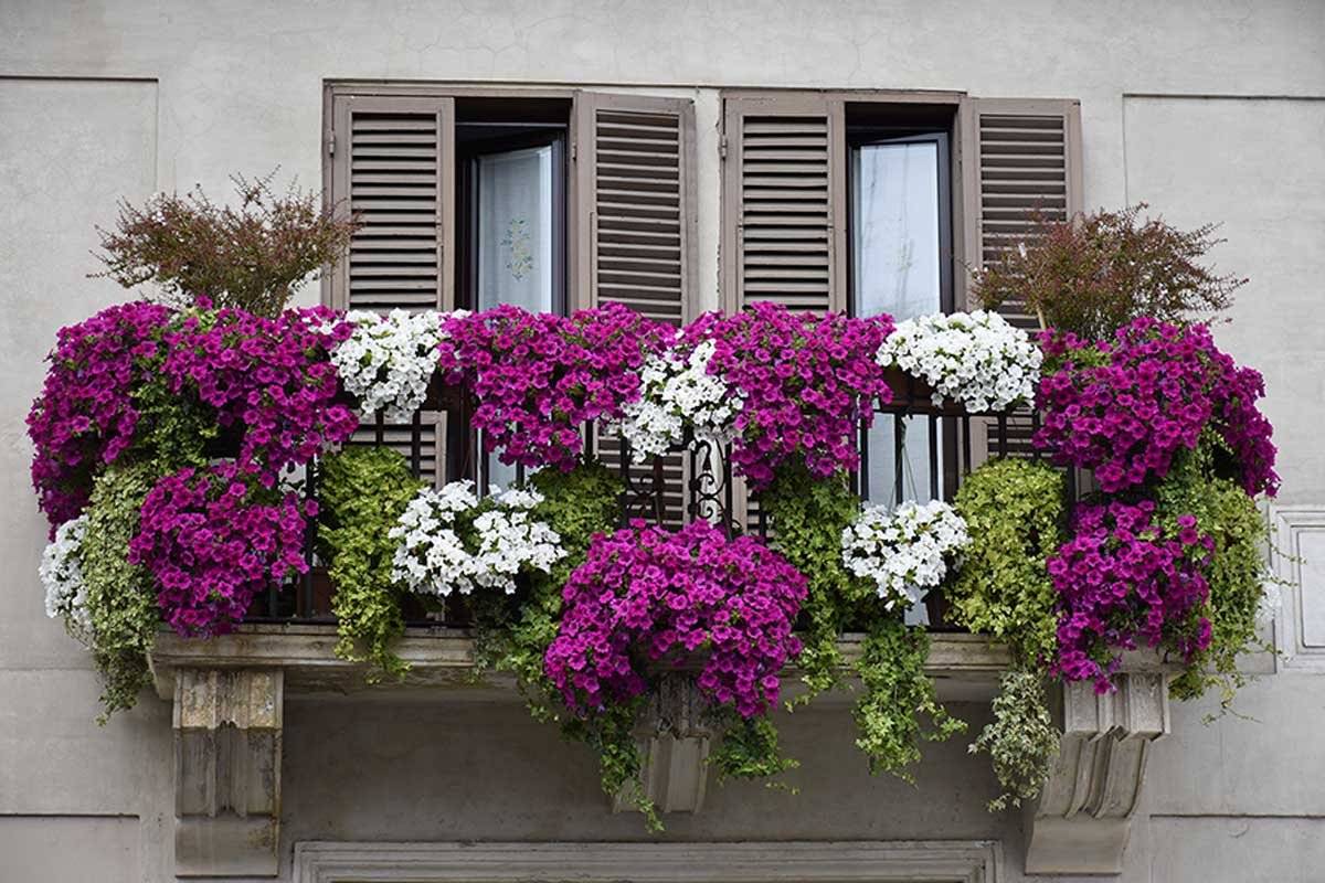 Цветы на балконе: фото примеров