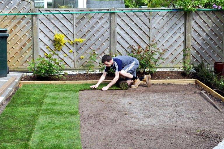 Выбор рулонного газона для сада, укладка своими руками и уход за ним
