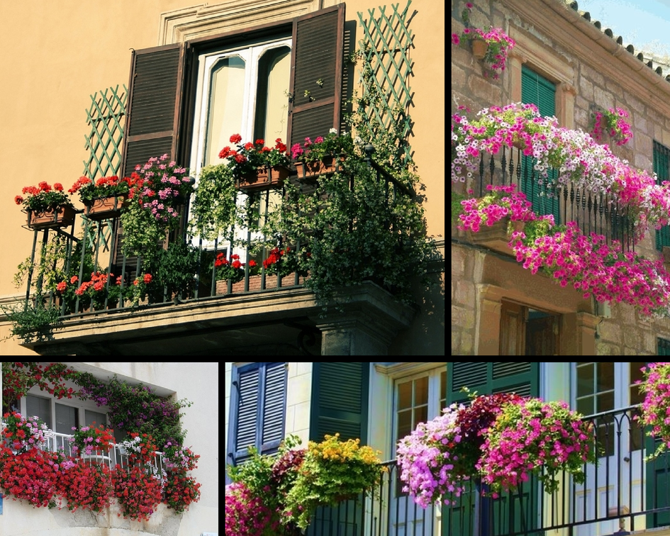 Какие цветы можно выращивать на балконе