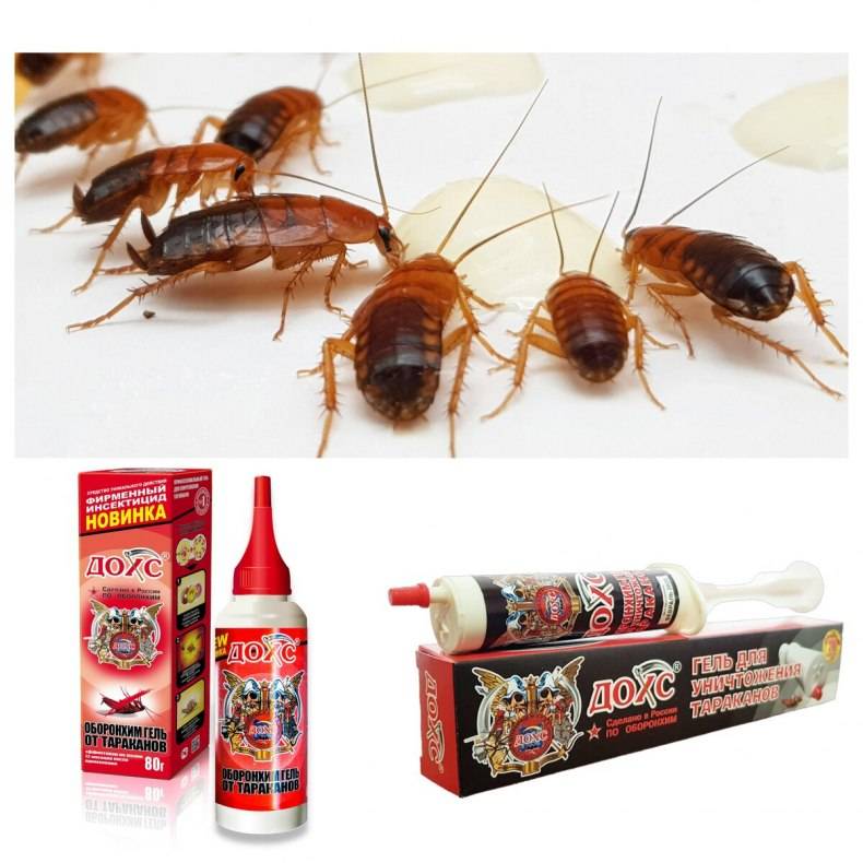 Народные средства от тараканов в квартире – 3 метода борьбы
