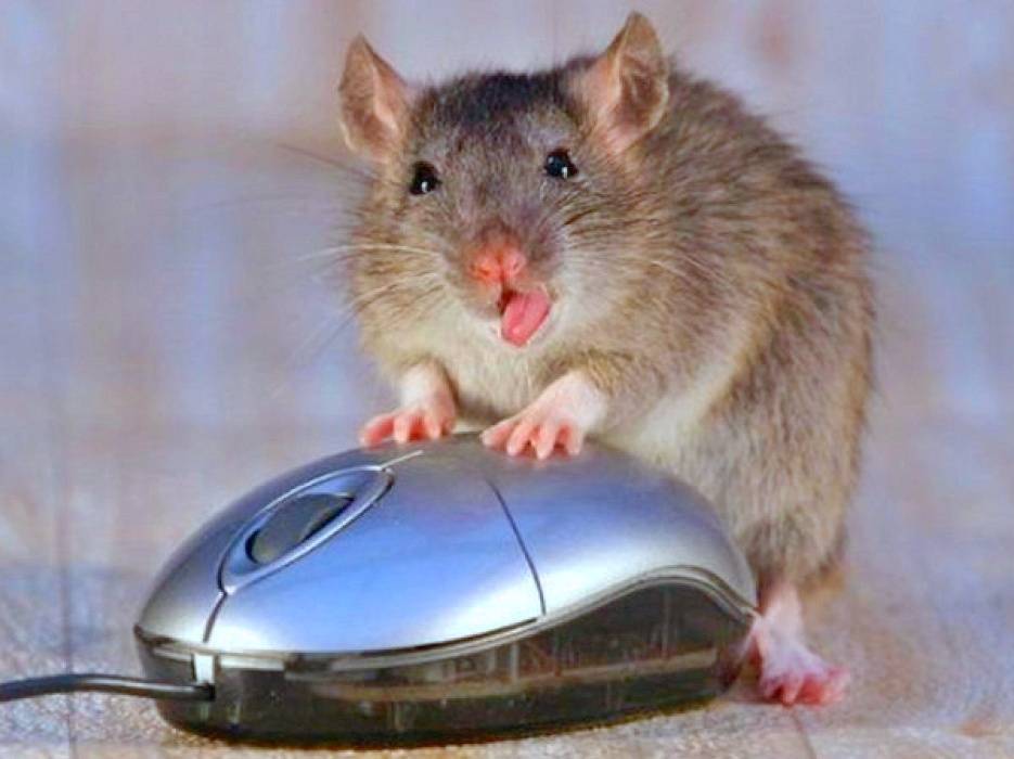 Самая дорогая мышка в мире: стоимость, функциональность, внешний вид