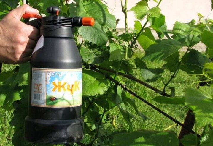 Опрыскиватель жук: как пользоваться садовым распылителем, инструкция по эксплуатации пневматическим распрыскивателем