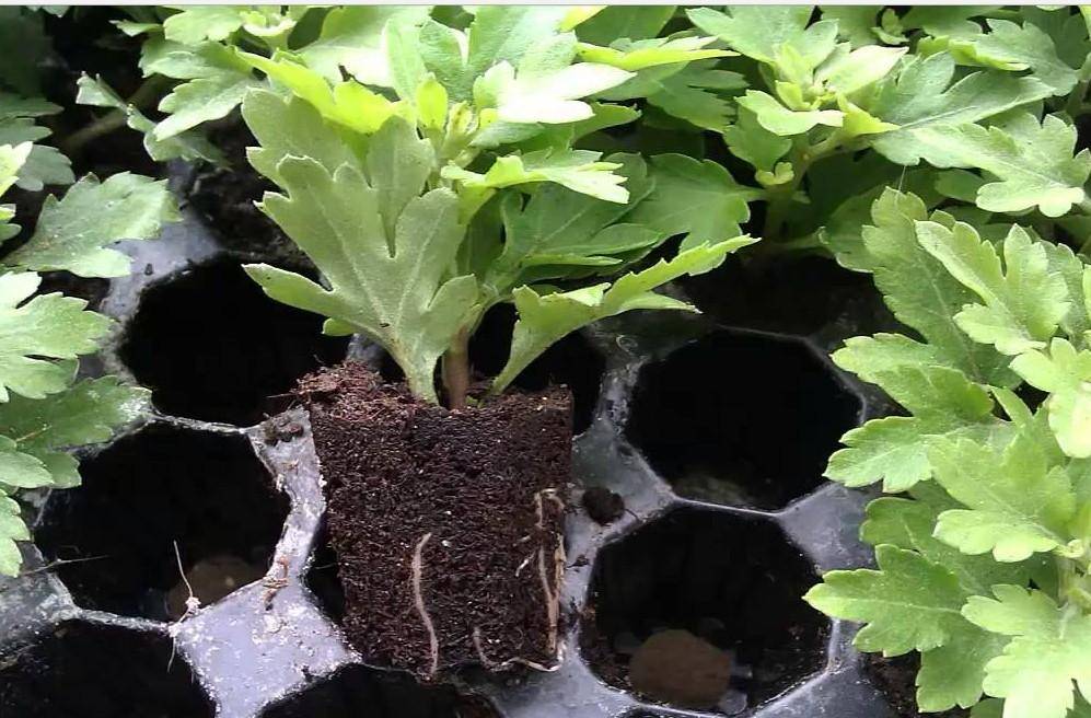 Куда и как посадить хризантемы осенью – советы профессионалов