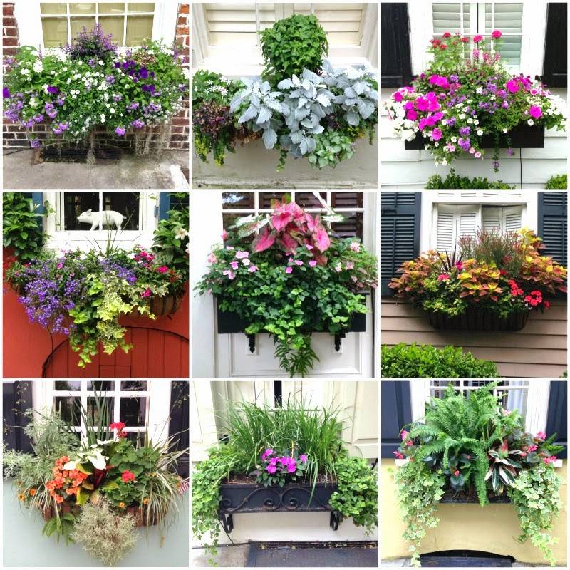 Цветы на балконе: особенности содержания садовых и комнатных растений на балконе