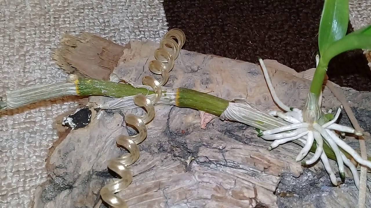 Орхидея дендробиум нобиле: фото, пересадка, размножение и уход в домашних условиях :: syl.ru