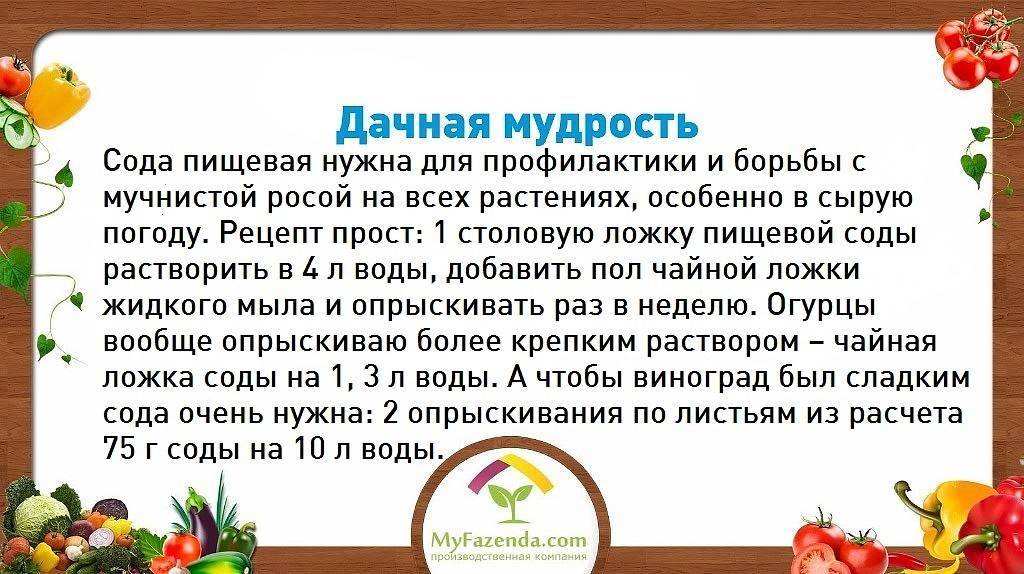 Колорадский жук: способы борьбы