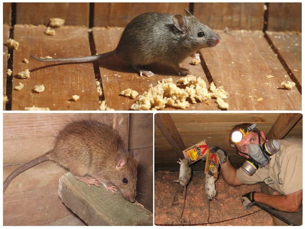 Как избавиться от мышей в частном доме навсегда: эффективные способы и средства