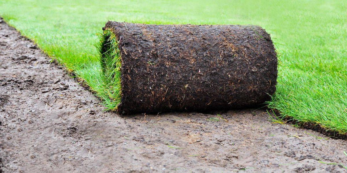 Как сделать газон своими руками: пошаговая инструкция