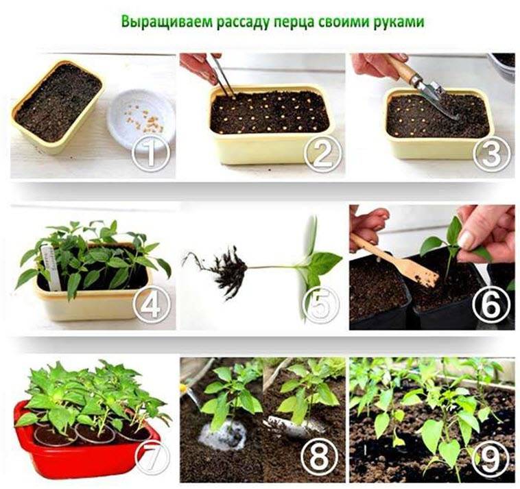 Ирга: посадка и уход, выращивание, размножение черенками, как правильно обрезать