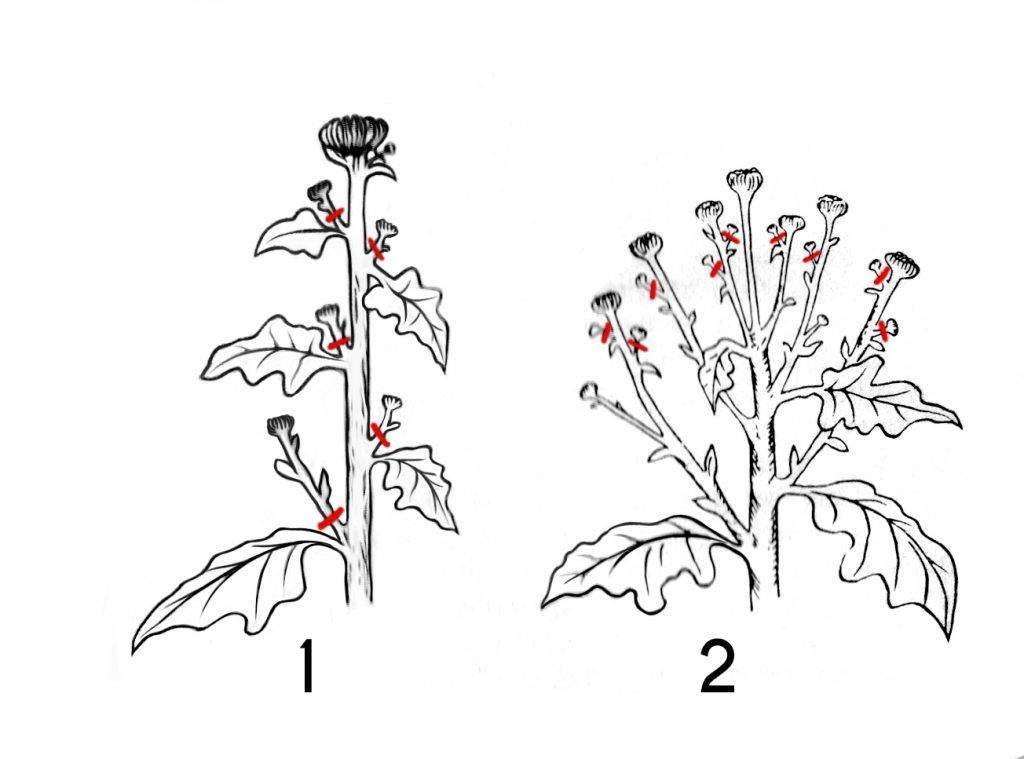 Как правильно ухаживать за хризантемами? выращивание, посадка и уход. фото — ботаничка