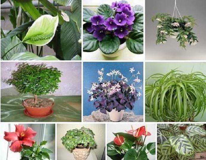 Список растений, которые принесут в ваш дом счастье и любовь