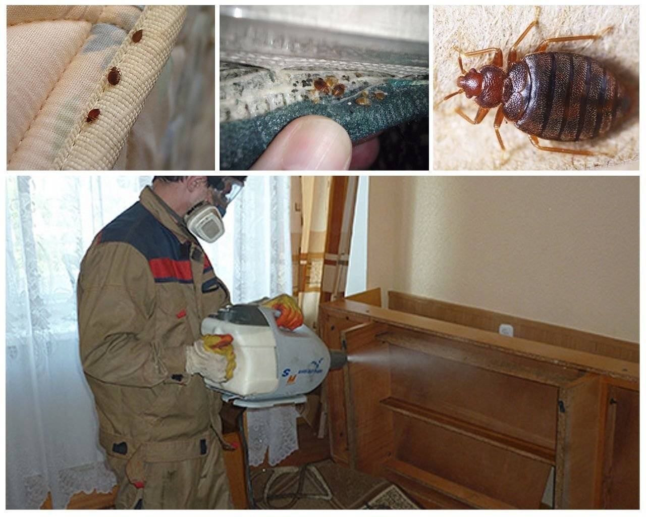 Откуда берутся клопы в квартире