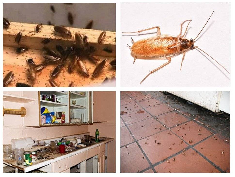 Могут ли тараканы жить в холодильнике и как их вывести оттуда