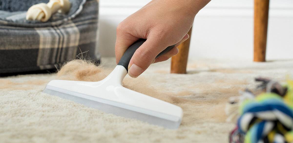 Способы быстро очистить ковёр от шерсти животных: 5 эффективных средств уборки