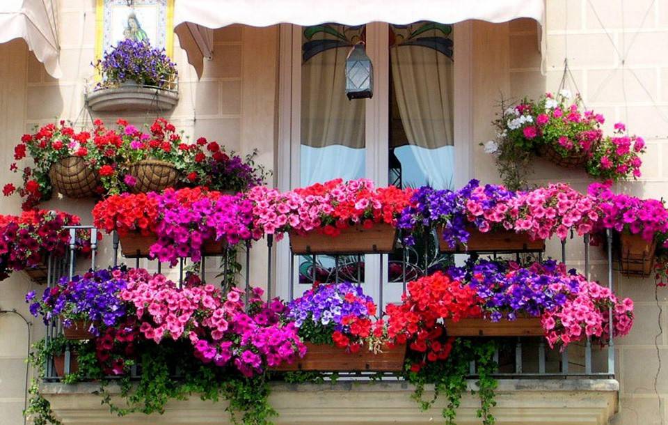 Растения для экстремальных условий на балконах. подбор растений для ветреных, солнечных и притененных балконов. фото — ботаничка