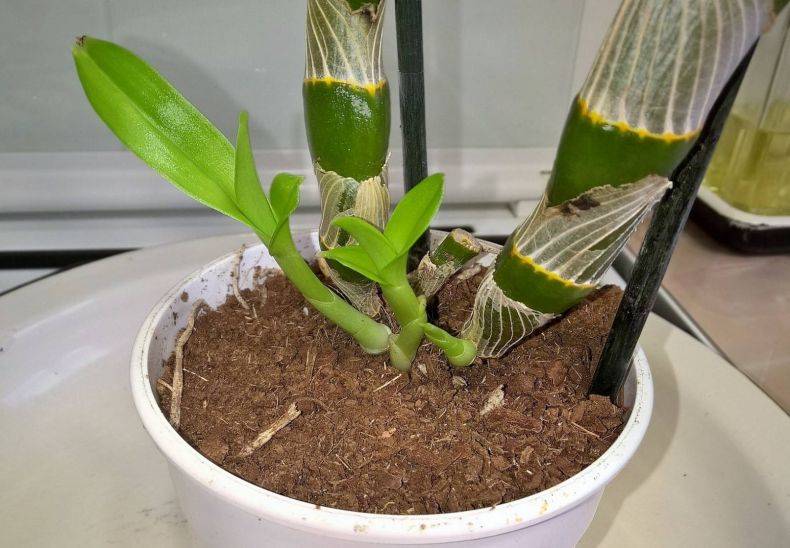 Дендробиум: уход в домашних условиях. орхидея дендробиум: выращивание :: syl.ru