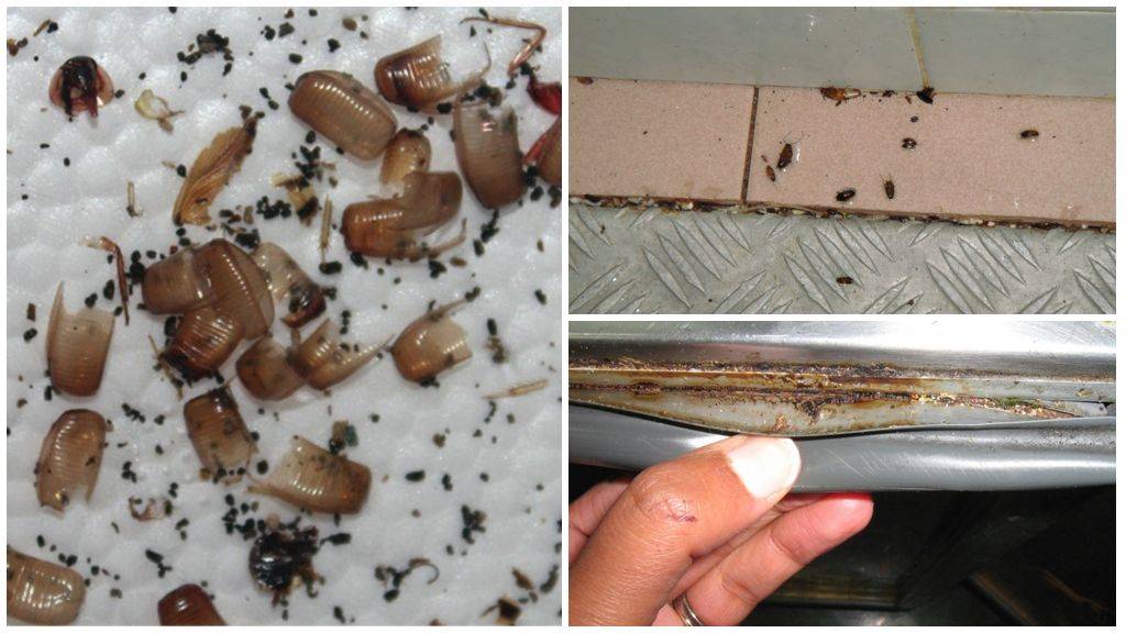 Как вывести тараканов из холодильника