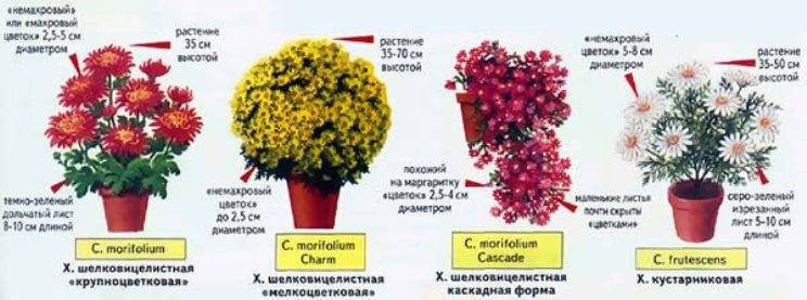 Шаровидная хризантема мультифлора: посадка и уход, зимовка | цветок в доме