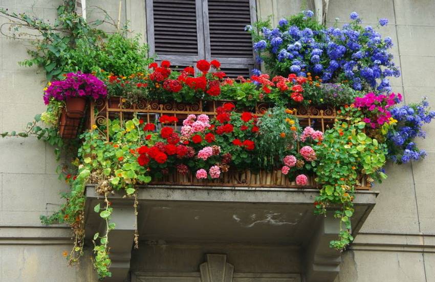 Названия цветов для создания балконного цветника фото