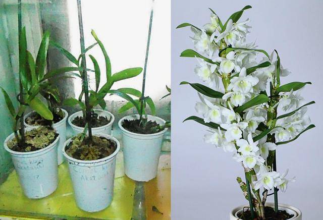 Домашняя орхидея дендробиум