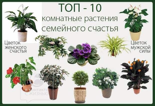 Топ 10 комнатных растений, энергетических магнитов, которые должны быть в каждом доме :: инфониак