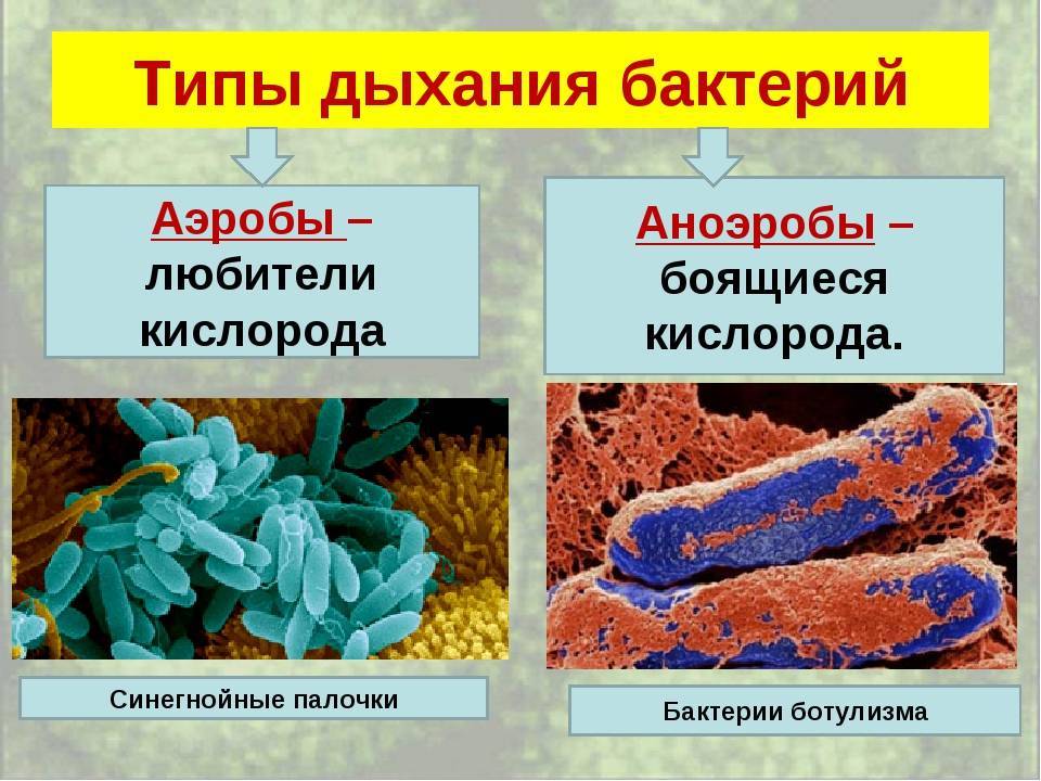 Бактерии для септика: анаэробные и живые микробы не боящиеся химии