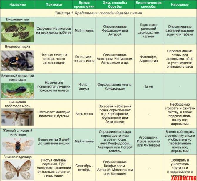 Крестоцветная блошка – как бороться народными способами
