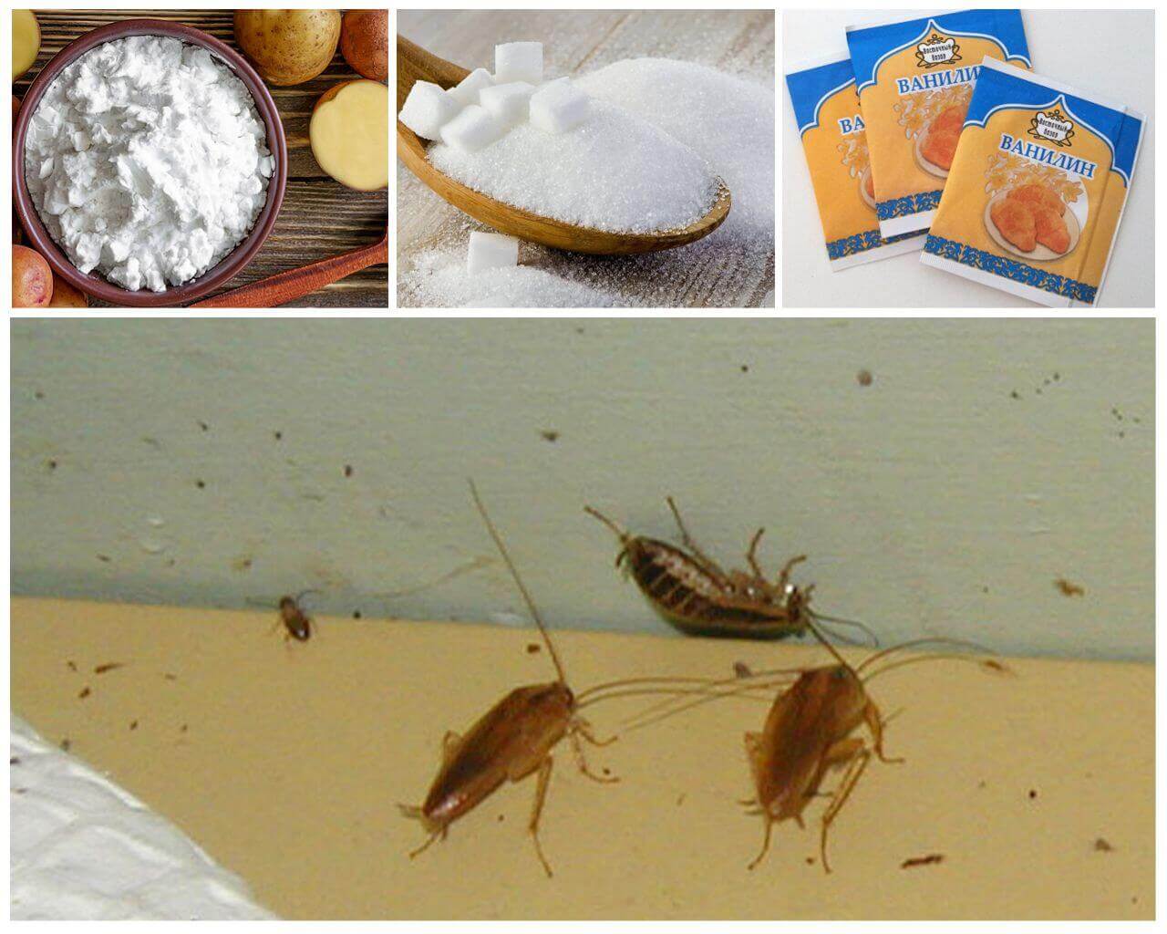 Летнее нашествие тараканов: что срочно делать