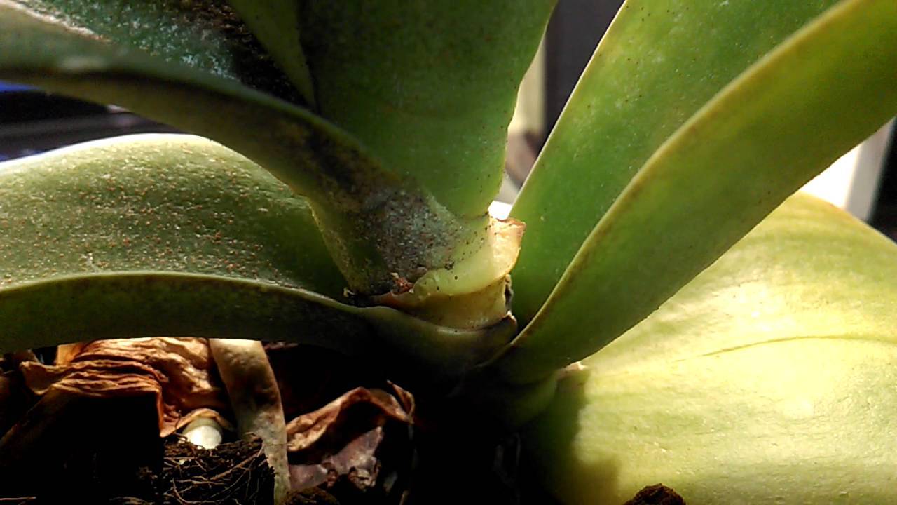 Болезни листьев у орхидеи: описания с фото и способы лечения