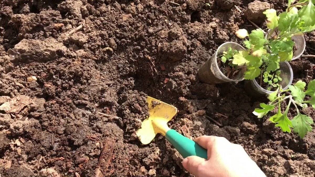 Когда и как сажать хризантемы в открытый грунт весной