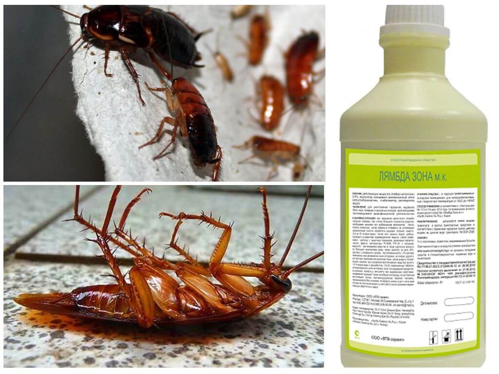 Как избавиться от тараканов в квартире в домашних условиях навсегда: только 100% проверенные способы