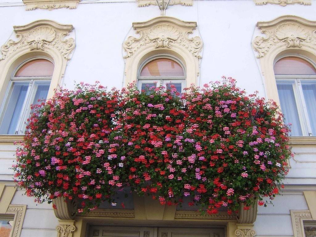 Цветы на балконе — названия, советы по расположению