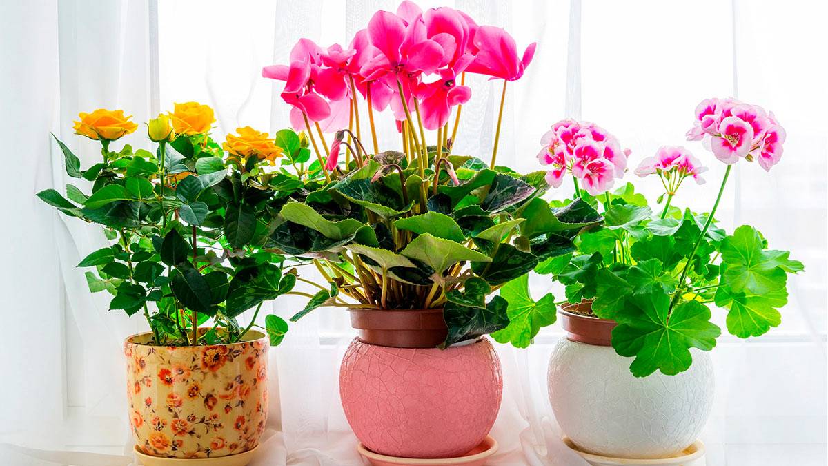 10 самых полезных растений для дома