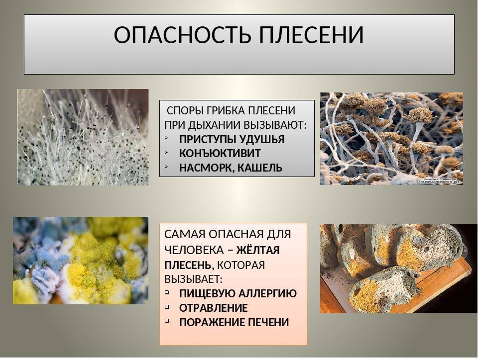 Значение плесневых грибов в природе. Мицелиальные плесневые грибы. Классификация плесневых грибов. Вил плесениф.