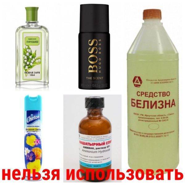 Как и чем отмыть кошачью мочу: способы и средства