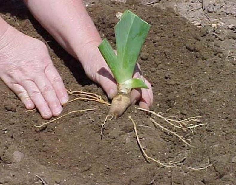 Кипарисовик: как ухаживать за таким растением, посадка и уход в открытом грунте
