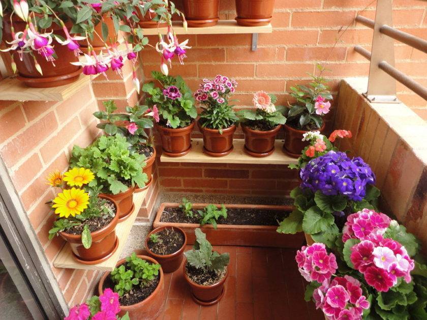 10 лучших цветов для балкона: выбираем и сажаем на зависть соседям!
