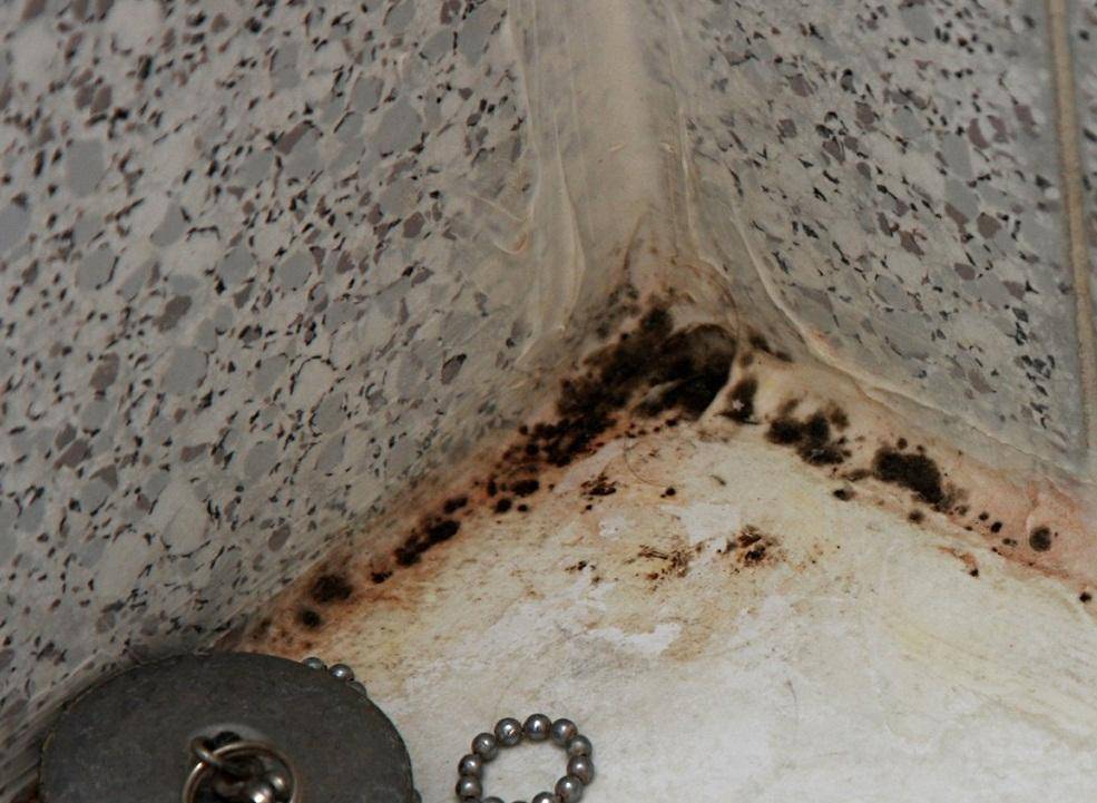 Как избавиться от плесени в ванной: эффективные средства и методы удаления грибка