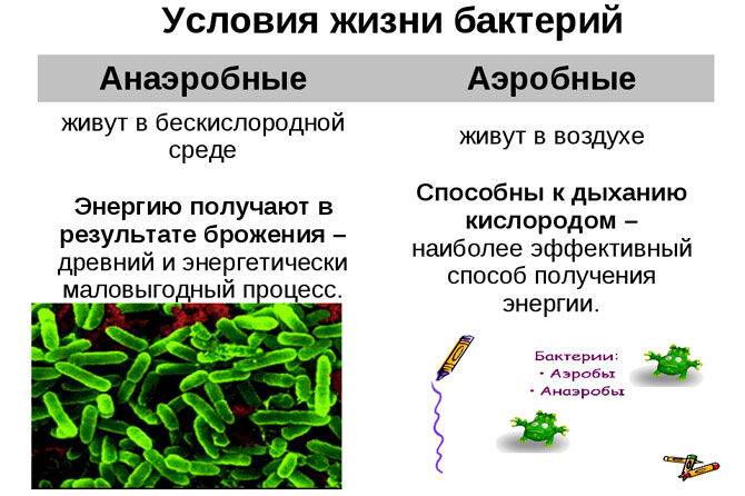 Аэробные бактерии для септиков и выгребных ям — разъясняем по порядку