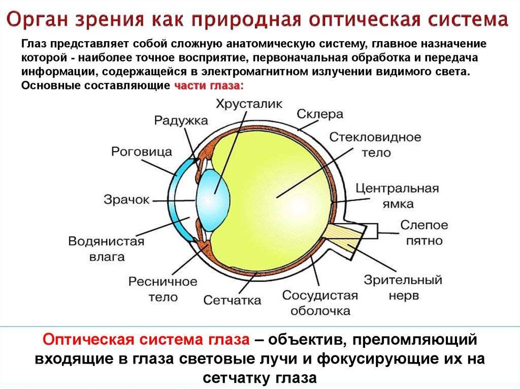 Где и какие изображения предметов дает оптическая система глаза