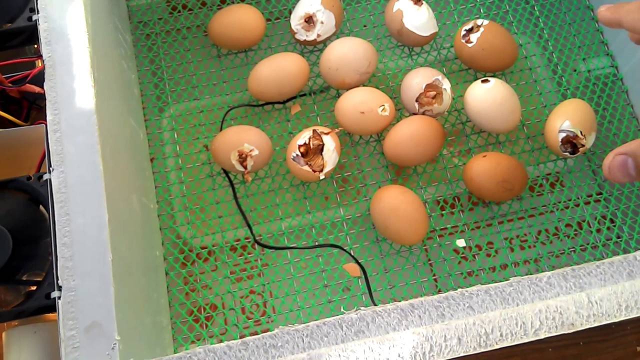 Самодельный инкубатор для яиц. Инкубатор Золушка сетка для перепелов. Инкубатор для яиц самодельный. Самодельный автоматический инкубатор. Самодельный инкубатор для куриных яиц.