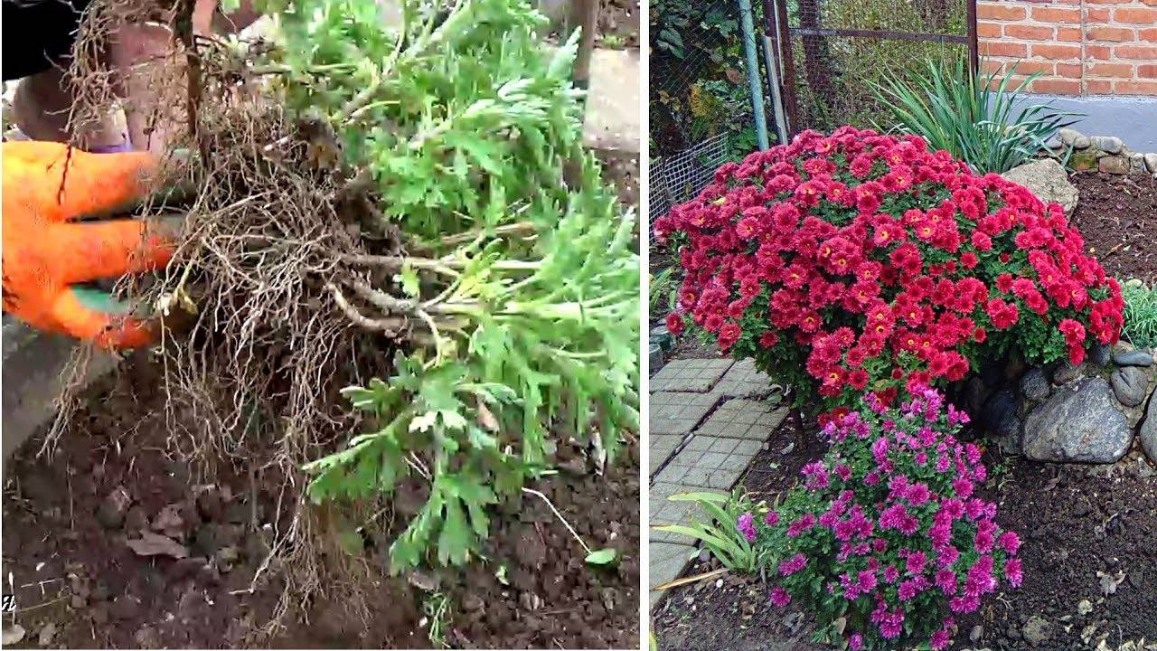 Когда пересаживать хризантемы весной и в какое время лучше пересаживать