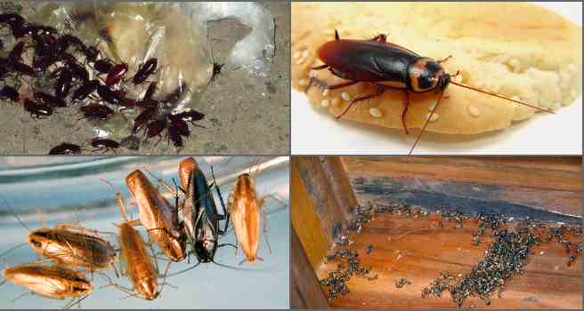 Как вывести тараканов из квартиры навсегда