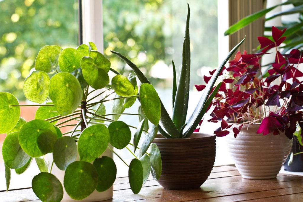 Самые неприхотливые комнатные растения: подборка с фото