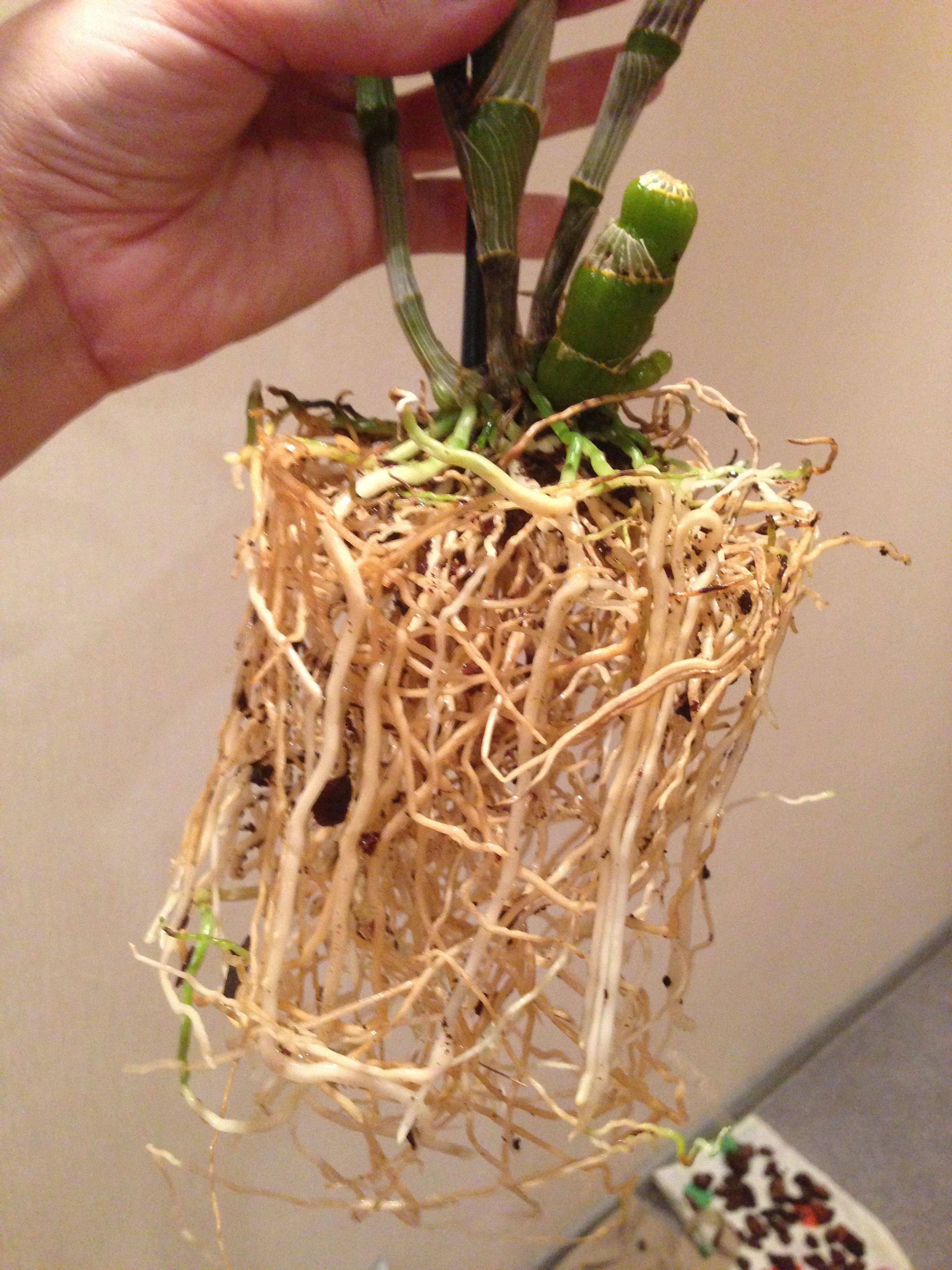 Дендробиум нобиле. уход в домашних условиях|блог об орхидеях